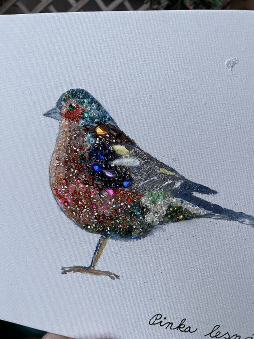 Zimná pinka jagavá