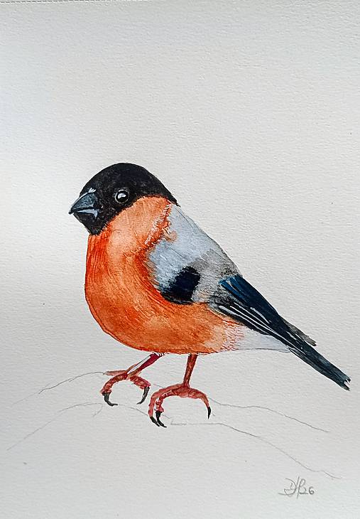 Kresby - hýľ obyčajný - 18067362_