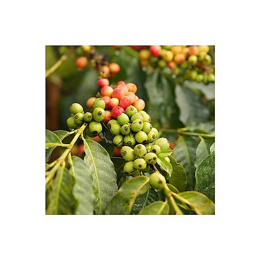 Káva Keňa Duma Fully Washed (250 g)