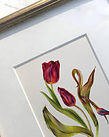 Obrazy - do 31.7. / 15% ZĽAVA // Botanický obraz A4 // Giclée art print - 18081865_