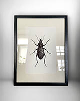 Obrazy - do 31.7. / 15% ZĽAVA // Botanický obraz A4 // Giclée art print - 18081872_