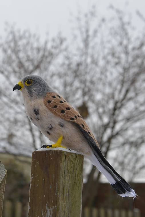 Dekorácie - Sokol myšiar - 18082539_