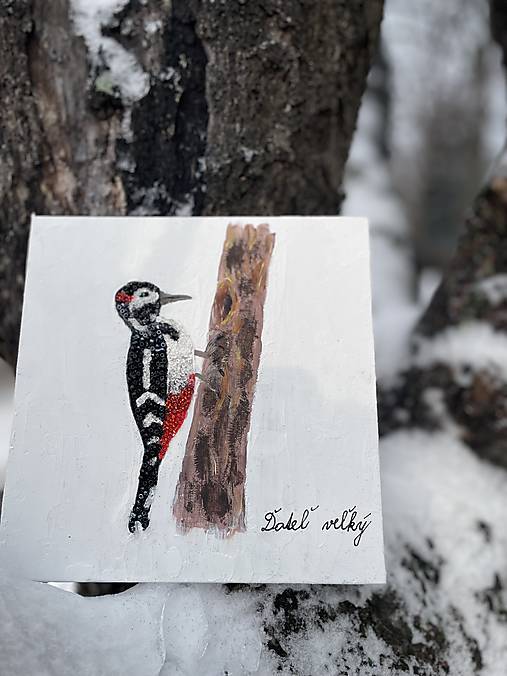 Ďateľ veľký žiarivý