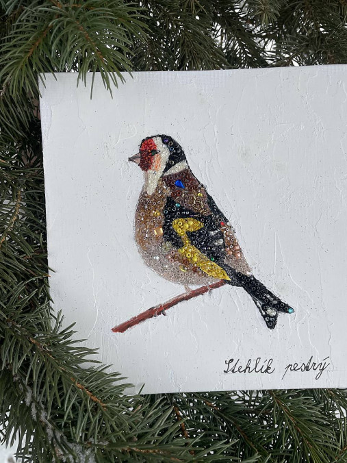 Stehlík pestrý farbičkový