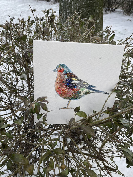 Zimná pinka jagavá