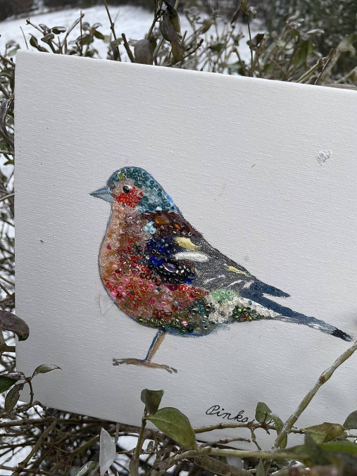 Zimná pinka jagavá