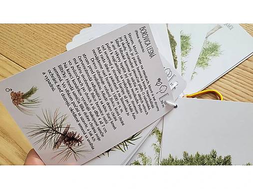 Kartičky STROMY na cesty