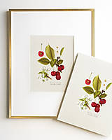 Obrazy - Vlastný kurátorský výber – set 3 botanických ilustrácií A3 // Giclée art print // ⛟ DOPRAVA ZDARMA (Čerešňa višňová (farebná verzia)) - 18106575_