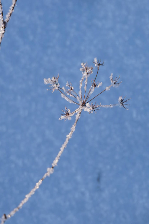 Fotografie - Hviezdičky mrazivé - 18110419_