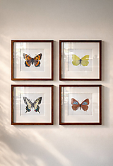 Obrazy - Set 4 printov MOTÝLE // autorské ilustrácie // Giclée art print - 18111454_