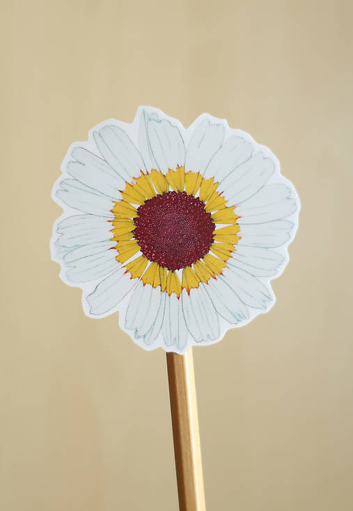 Samolepka - kvet - Margaréta