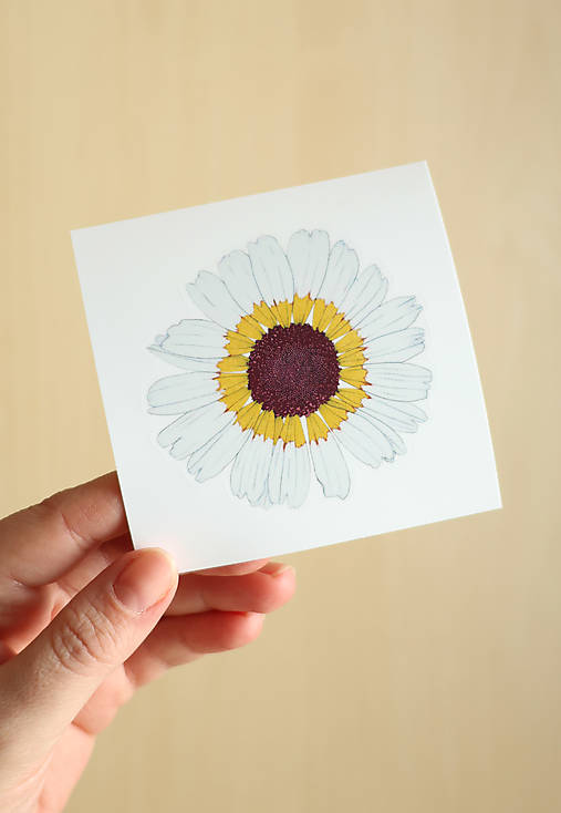 Samolepka - kvet - Margaréta