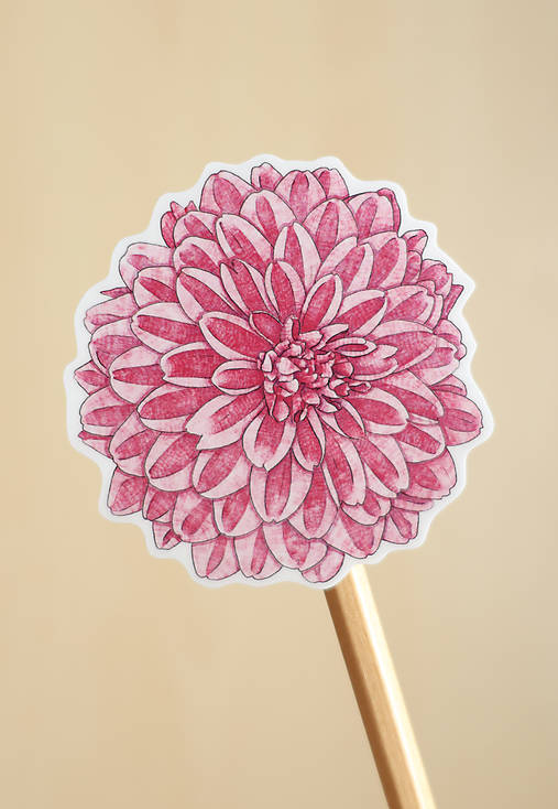 Samolepka - kvet - Chryzantéma