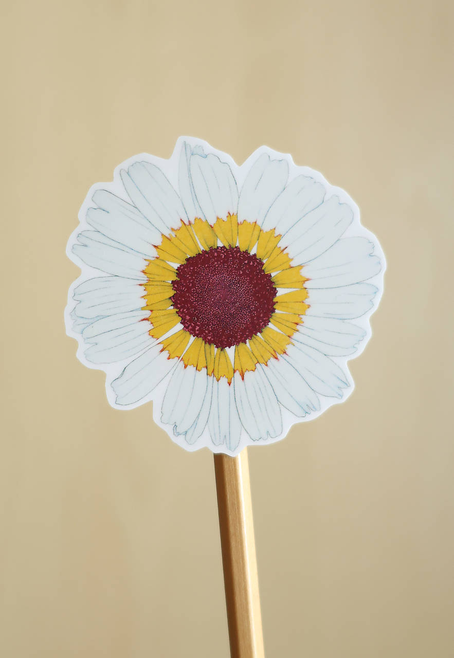 Samolepka - kvet - Margaréta