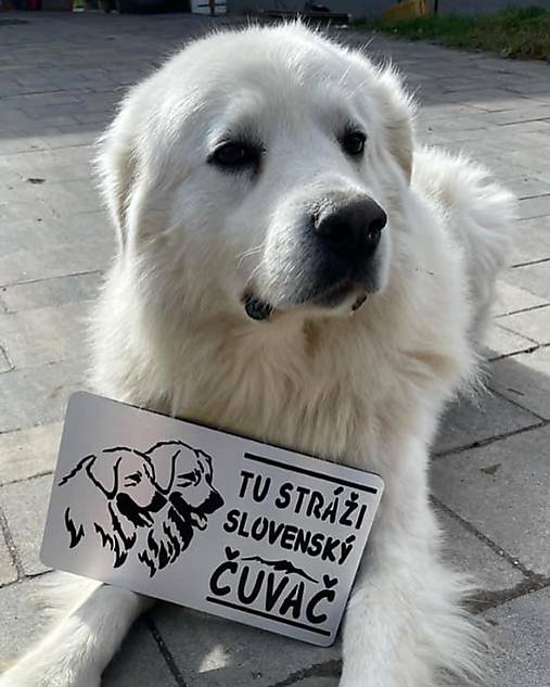 Tabuľky - Tabuľka na plot: Tu stráži slovenský Čuvač! - 18121001_