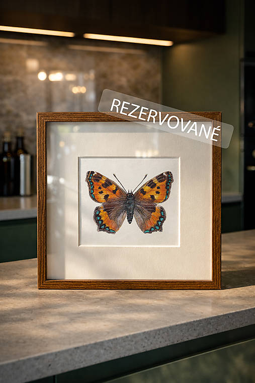 Obrazy - Obraz motýľ Babôčka / REZERVOVANÝ - 18125496_