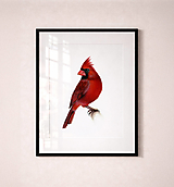Grafika - Obraz Kardinál červený - Giclée Print - 18126311_