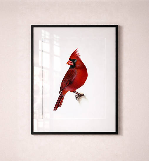 Grafika - Obraz Kardinál červený - Giclée Print - 18126311_