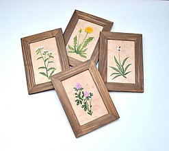 Obrazy - Maľované obrázky - Bylinky - sada 4 kusy - 18134076_