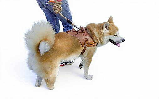 Kožený postroj pre psíka