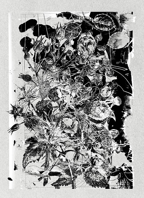 Grafika - Jazvec - 18161791_