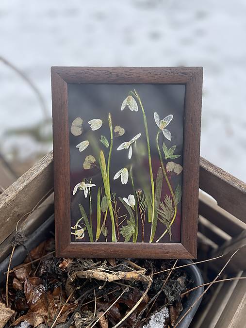 Snežienkový obrázok