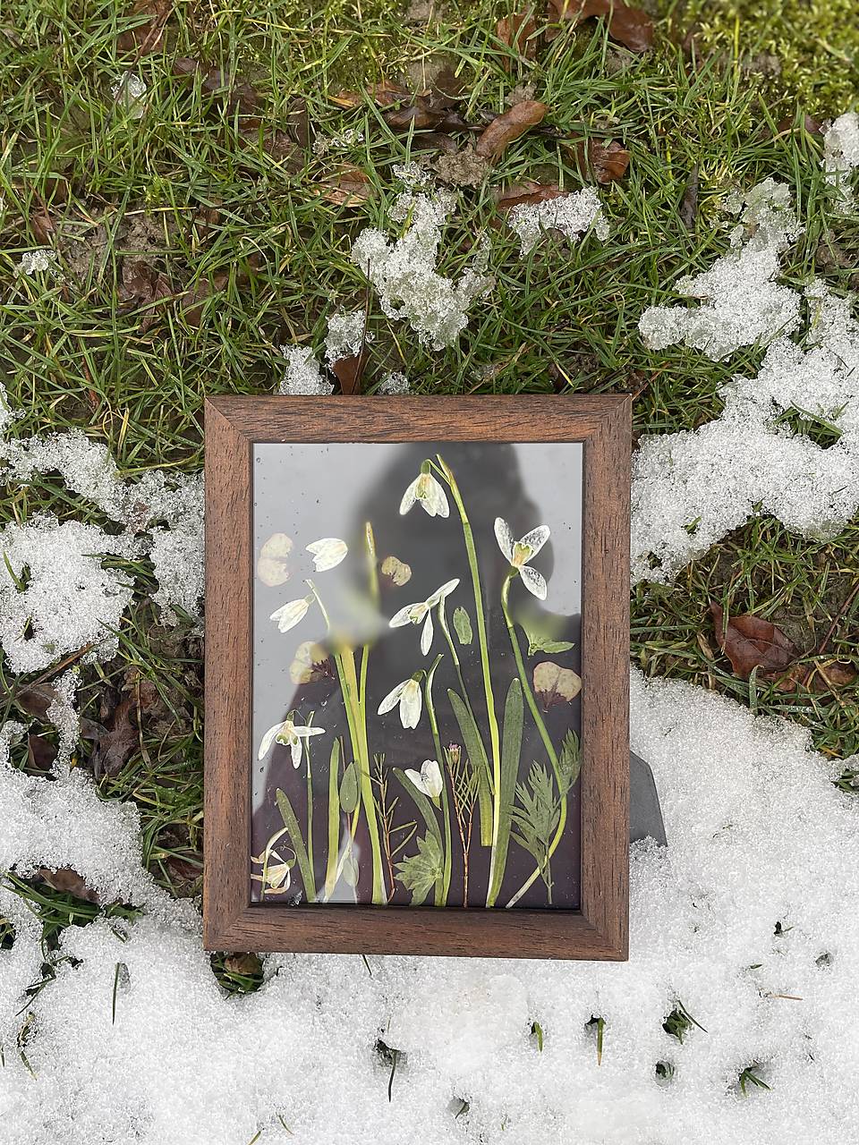 Snežienkový obrázok