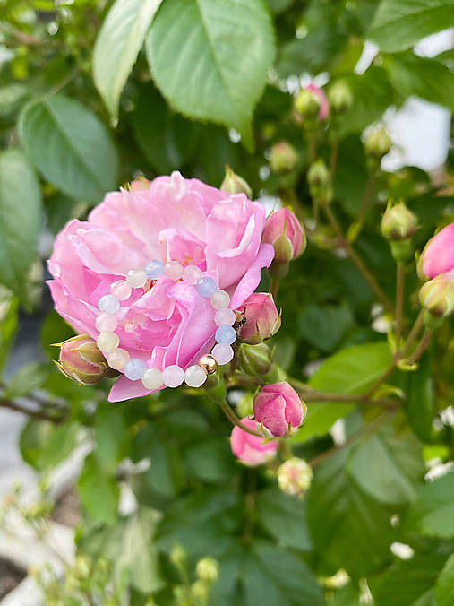 Prstene - Prstienky z morganitu - 18196978_