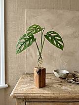 Dekorácie - Minimalistický dubový stojan na zakoreňovanie  (Tvar C) - 18236677_