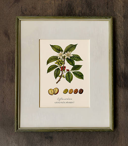 Obrazy - Obraz Kávovník arabský - Giclée Print - 18259216_