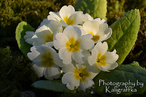 Fotografie - Žltá primulka - 18271326_