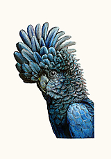 Grafika - Obraz Kakadu palmový / Giclée Print - 18271430_