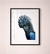 Grafika - Obraz Kakadu palmový / Giclée Print - 18271459_