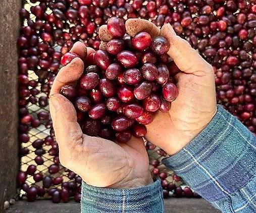 Káva Honduras Marcala SHG Washed (250 g)