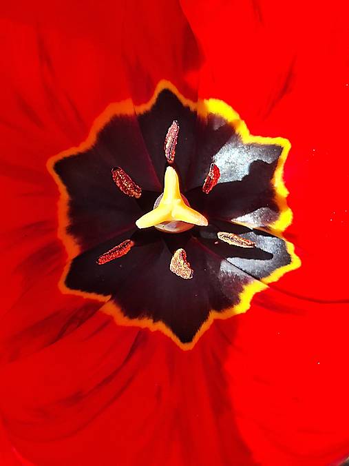 Fotografie - Tulipán - Fotografia - 18290074_