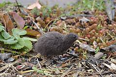 Kurzy - Kurz plstenia: Vtáčik kiwi - 27.5., v Bratislave - 18311108_