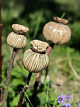  - Keramické "makovičky" (Malé 3-4 cm) - 18315343_