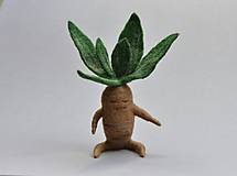 Dekorácie - Mandragora - 18319463_