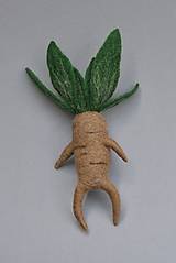 Dekorácie - Mandragora - 18319466_
