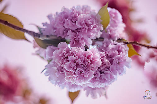 Ružová sakura