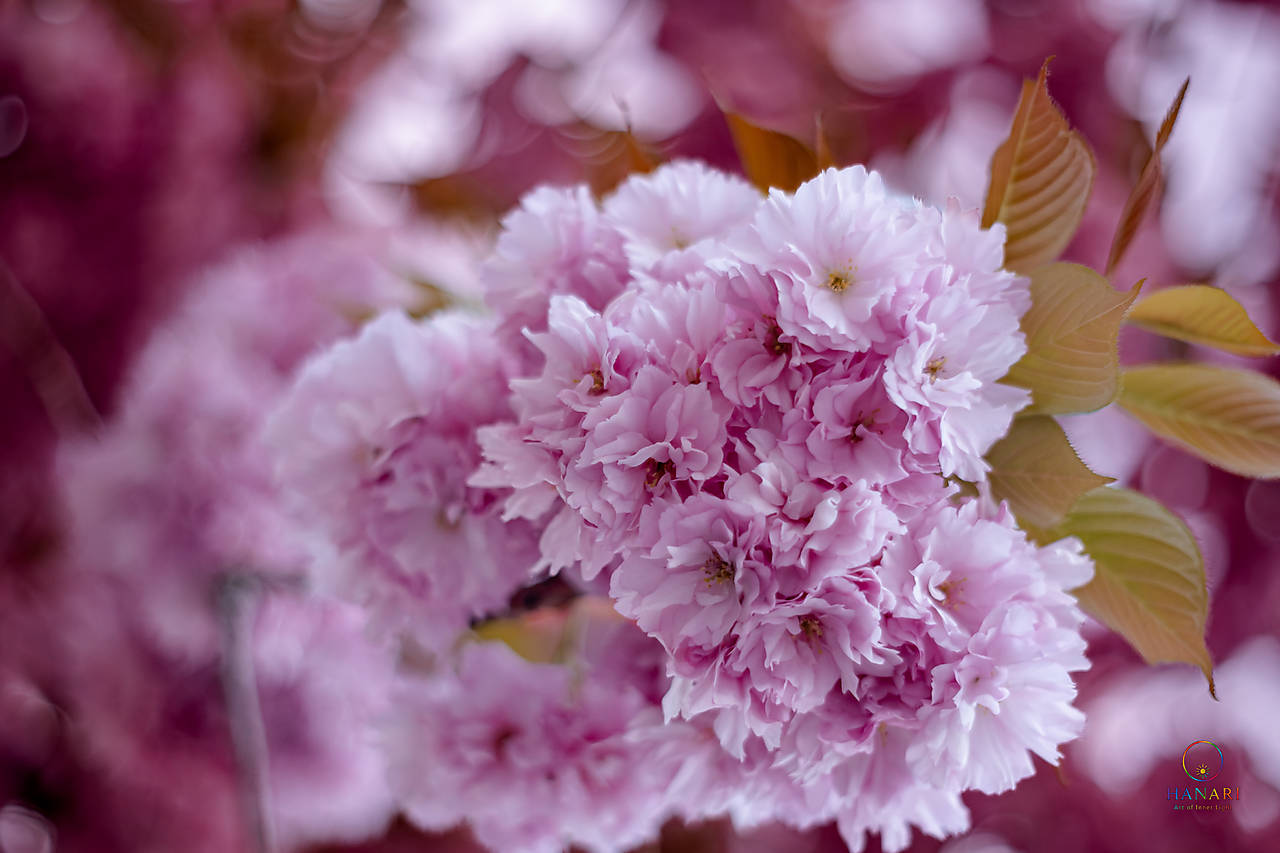 Sakura v ružovom objatí