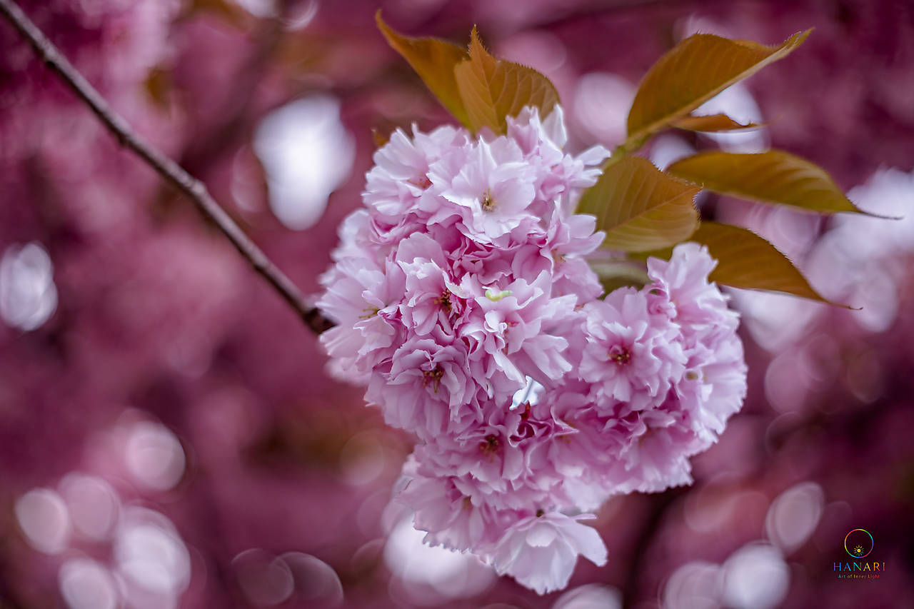 Sakura v rozkvete
