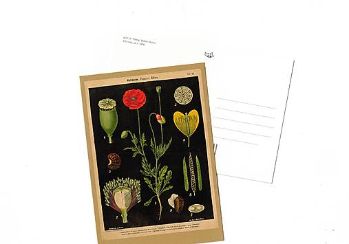 Papier - Pohľadnica r. 1900, Vlčí mak - 18395365_