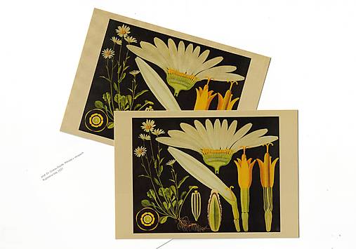 Papier - Pohľadnica r. 1937, Margaréta biela - 18395383_