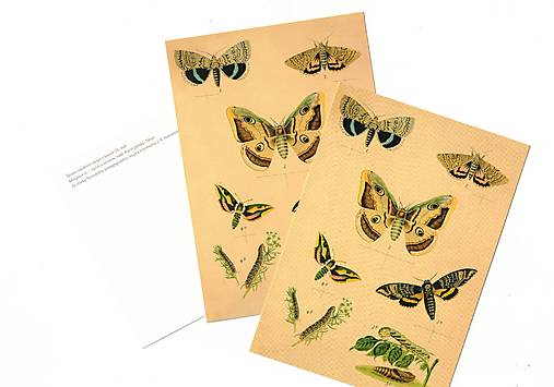 Papier - Pohľadnica, Motýlové II. - 18395402_