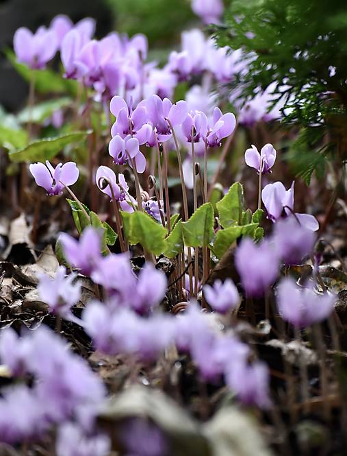 Iný materiál - cyclamen hederifolium  - semená - 18436597_
