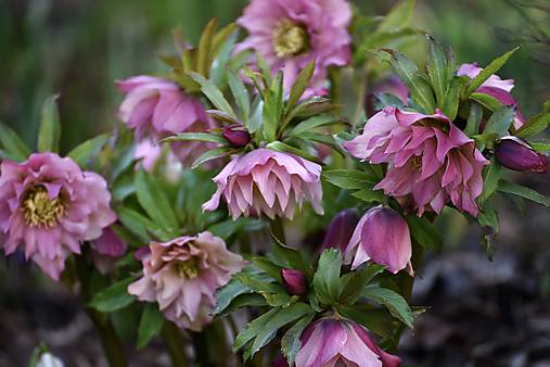 Iný materiál - helleborus orientalis  - semená - 18444092_