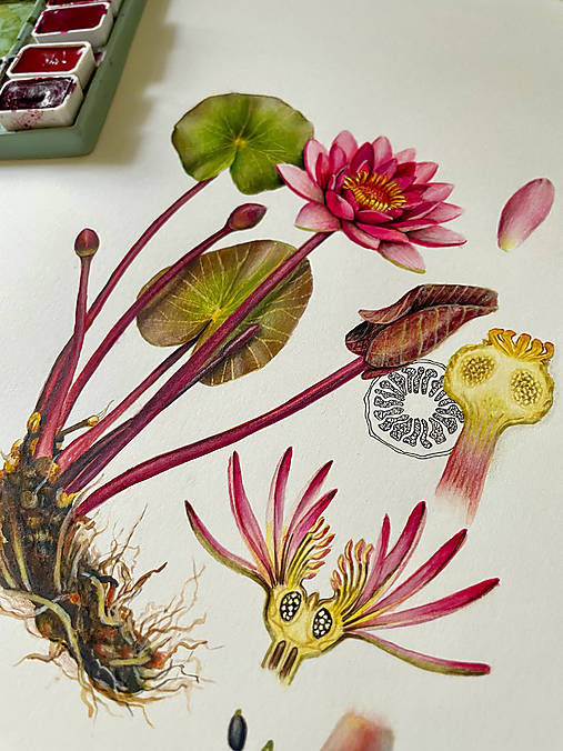 Obrazy - Botanický obraz LEKNO - Original / fine art print - 18451396_