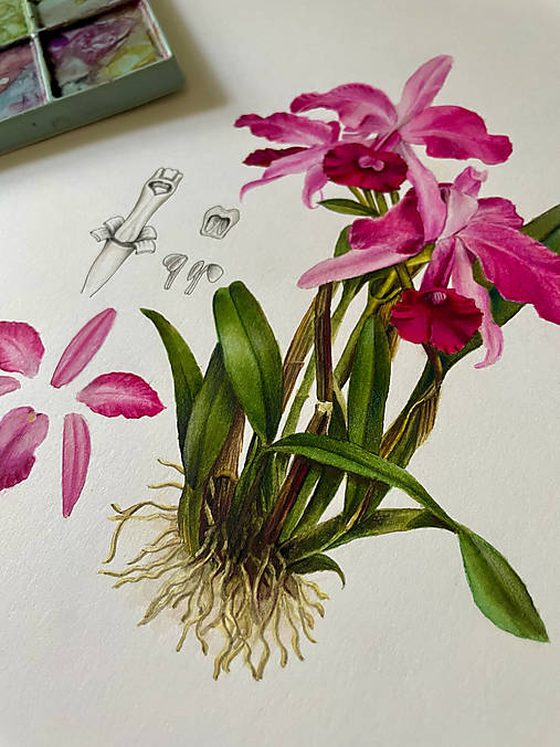 Obrazy - Botanický obraz ORCHIDEA - Original / fine art print - 18451530_