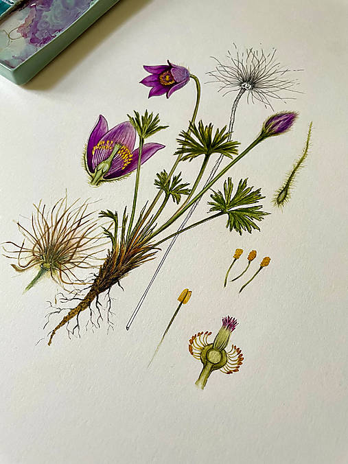 Obrazy - Botanický obraz PONIKLEC SLOVENSKÝ - Original / fine art print - 18452008_